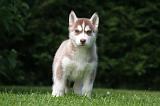 SIBERIAN HUSKY 1002